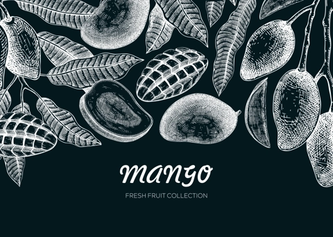 Exotic fruit banner design. Mango hand-drawn vector illustration. Mango fruit, tree branches, leaves sketches. Healthy food template on chalkboard. Summer background